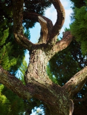 cedar-with-detailed-rough-bark