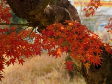 Japanese-maple-leaves-on-new-year's-eve