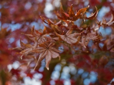 end-of-the-season-maple-leaves