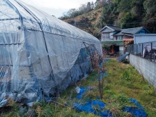 greenhouse-in-Nichinan