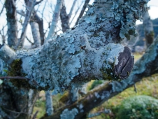 extensive-lichen-on-tree