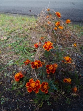 blossoms-at-new-year's-eve