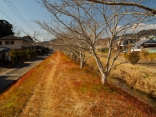 bare-trees-overlooking-a-stream