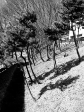 winter-trees-in-the-sun