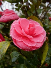 tsubaki-blossom-on-a-rainy-day