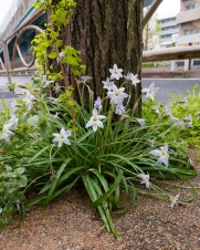 rainy-lilies-in-Tokyo-in-April