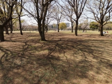 shadows-from-bare-trees-of-early-spring