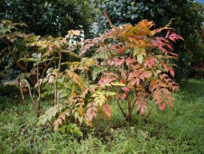 lovely-tones-in-a-green-space-in-spring