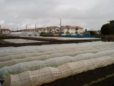 covered-veggies-in-a-farm-in-kokubunji