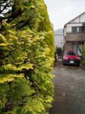 cedar-in-springtime