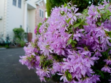 delicate-petals-on-my-street