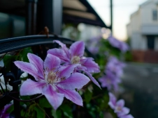pink-and-purple-blossoms