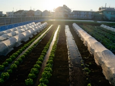 dawn-over-vegetable-field