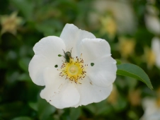 beetle-in-a-blossom