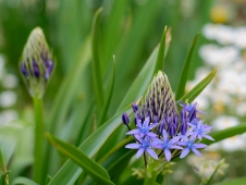 gorgeous-flower-in-springtime