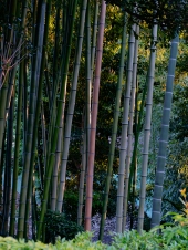 golden-hour-bamboo