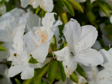 ant-in-a-flower