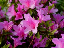 pink-flowers-at-moment