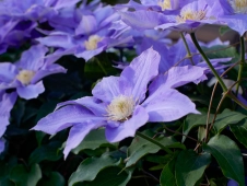 violet-blossom