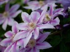 pink-and-purple-blossoms-in-kokubunji-in-spring
