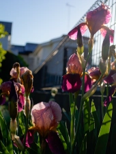 rain-ravaged-irises