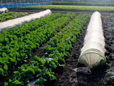 early-morning-rows-of-veggies