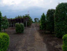 tree-nursery-in-kokubunji