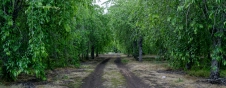 retreating-into-the-woods