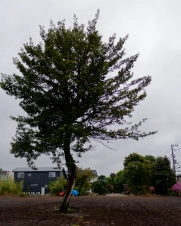 lone-tree-on-a-gloomy-day
