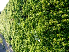 a-hedge-shot-through-with-vines