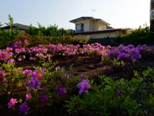 pink-flowers-at-the-roadside