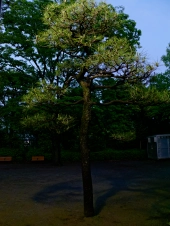 a-tree-in-the-evening