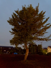 lone-tree-in-final-rays-of-the-day