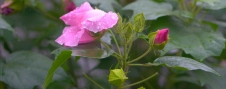 lovely-pink-flower-in-the-coming-rain