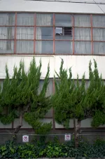 ambitious-trees-and-old-building