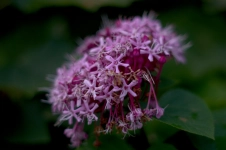 tiny-flower-petals