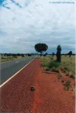 Sleepy-contemplates-infinity-in-the-Outback
