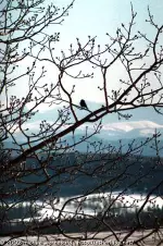 Alberta-songbird