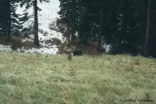 bear-by-the-roadside