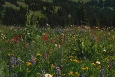 alpine-meadow-flowers