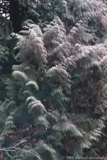 frosted-conifers