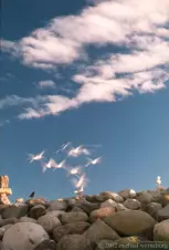 seagulls-flying-stationary