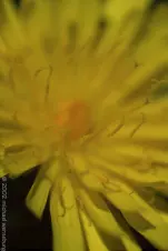 macro-flower