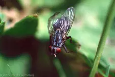macro-fly