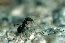 macro-ant