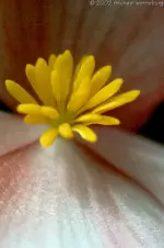 macro-flower