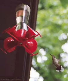 hummingbird-