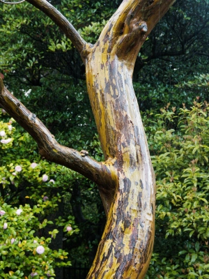 wet tree, Kokubunji