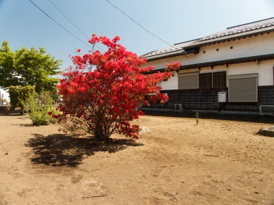 springtime colors, Kokubunji