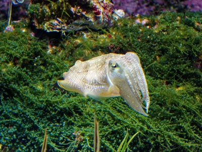 delicate patterns on a cuttle-fish